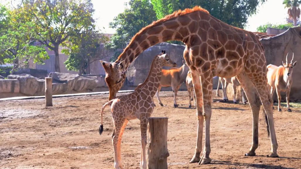 Elige el nombre de la Jirafa bebé en el Zoológico de San Juan de Aragón