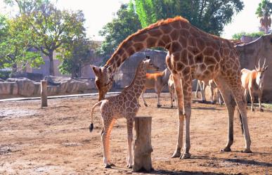 Elige el nombre de la Jirafa bebé en el Zoológico de San Juan de Aragón