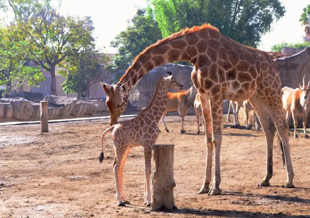 Elige el nombre de la Jirafa bebé en el Zoológico de San Juan de Aragón