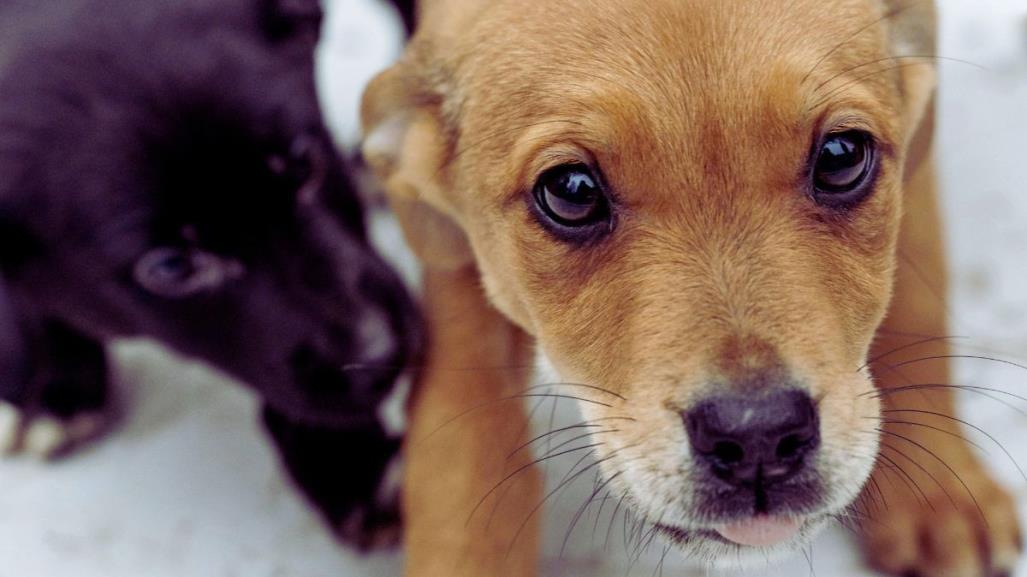 ¡Es hoy! ¡Es hoy! Feria de adopción canina en el Malecón de La Paz