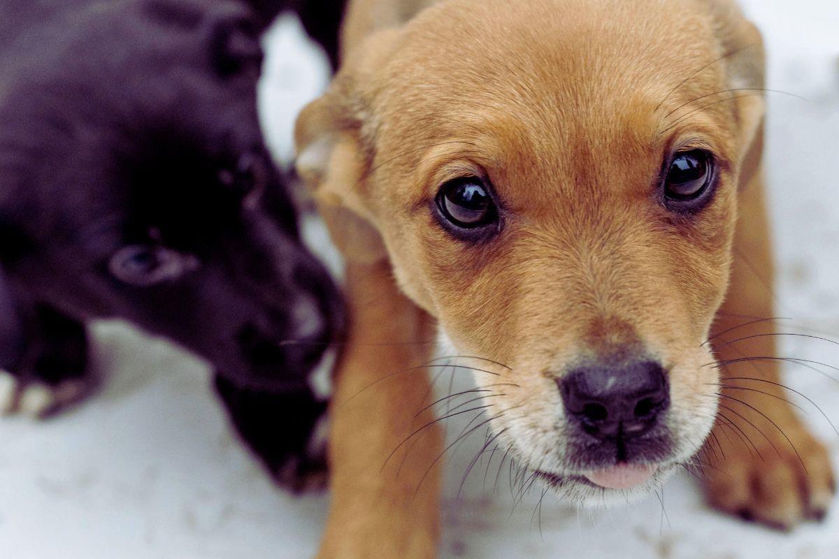 Perritos en adopción. Foto: Pexels / Ivan Samkov