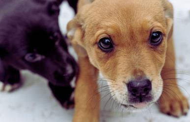 ¡Es hoy! ¡Es hoy! Feria de adopción canina en el Malecón de La Paz