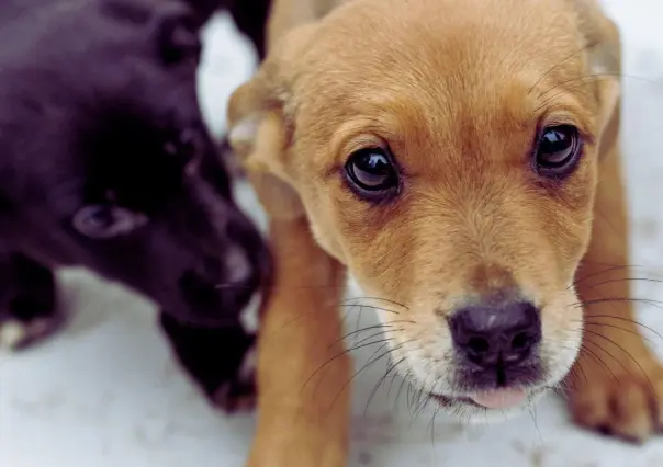 ¡Es hoy! ¡Es hoy! Feria de adopción canina en el Malecón de La Paz