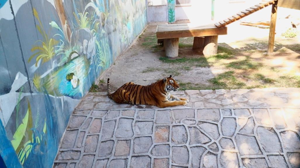 Alertan sobre fauna silvestre en los parques Sahuatoba y Guadiana