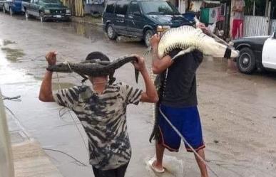 Han capturado a 40 cocodrilos en el sur de Tamaulipas