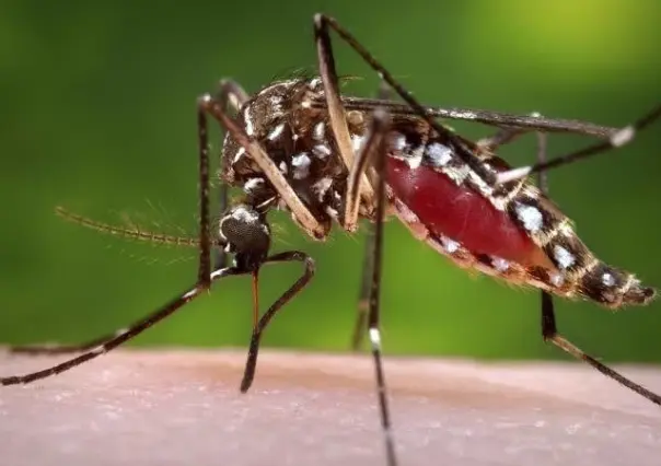 Registran 12 casos de dengue en Victoria