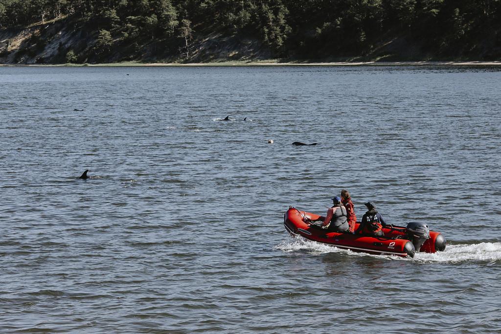 Rescatan a más de 100 delfines encallados en Massachusetts