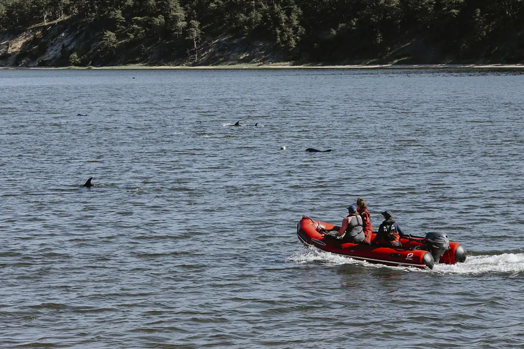 Trabajadores y voluntarios del Fondo Internacional para el Bienestar Animal intentan conducir a delfines varados hacia aguas más profundas, el viernes 28 de junio de 2024, en Wellfleet, Massachusetts. (Stacey Hedman/IFAW vía AP)