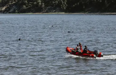 Rescatan a más de 100 delfines encallados en Massachusetts