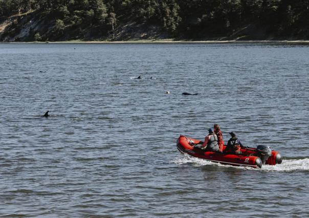 Rescatan a más de 100 delfines encallados en Massachusetts