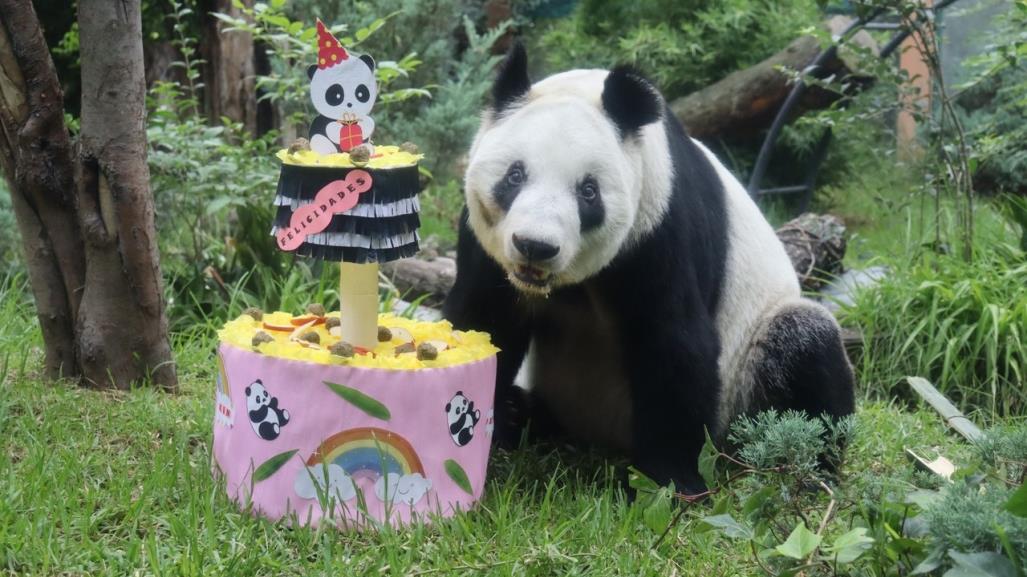 Xin Xin, la última Panda Gigante de México, celebra 34 Años de Vida