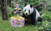 Xin Xin, la última Panda Gigante de México, celebra 34 Años de Vida