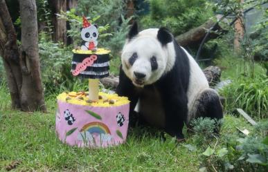 Xin Xin, la última Panda Gigante de México, celebra 34 Años de Vida