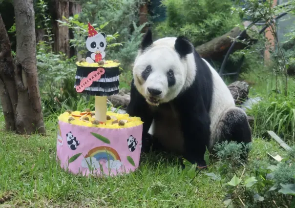 Xin Xin, la última Panda Gigante de México, celebra 34 Años de Vida