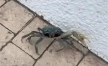Se le perdió el mar; captan a cangrejo caminando en Tampico