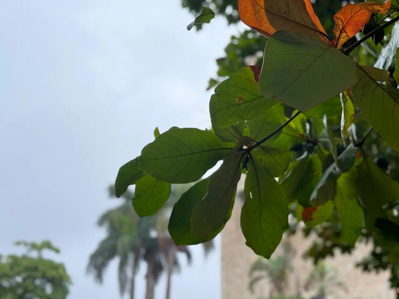 Yucatán ha logrado mantener una buena calidad del aire a pesar de la época de incendios forestales. Foto: Irving Gil