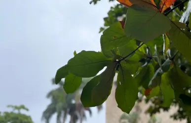 Yucatán con buena calidad del aire, revela monitoreo constante de la SDS