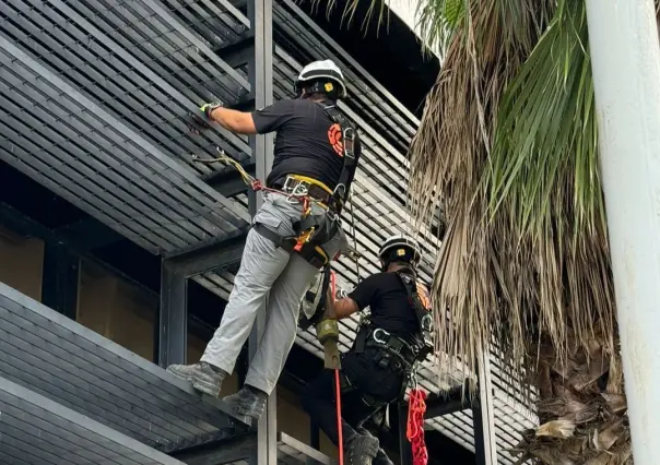 Rescatan a tres gatitos atrapados en las alturas en Monterrey