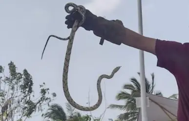 Aparte de cocodrilos, reportan avistamientos de víboras en Tampico