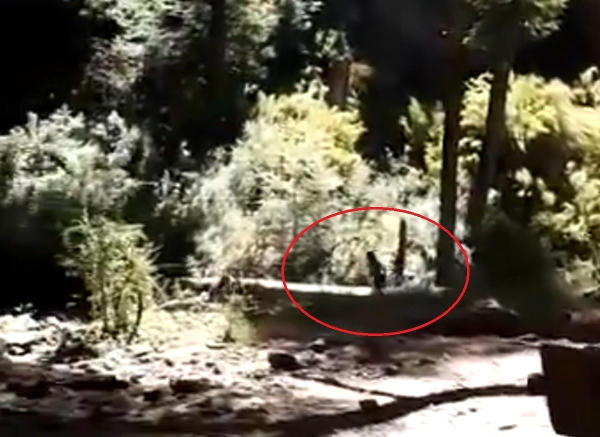 Un presunto duende fue captado en un bosque en Saltillo de las Nalcas, provincia de Río Negro, Argentina. Foto: X @UfologoJulio