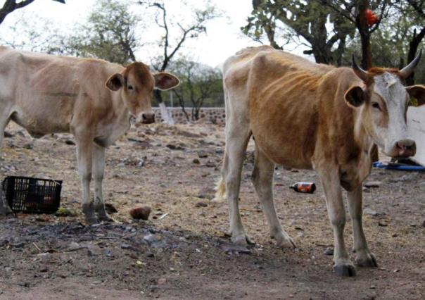 Preocupa la entrada de un gusano barrenador en Durango