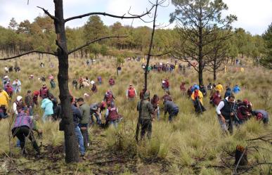 Arranca reforestación estatal con mil 500 árboles plantados