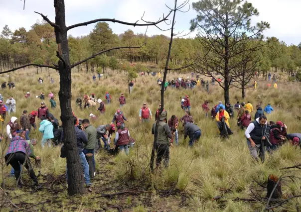 Arranca reforestación estatal con mil 500 árboles plantados