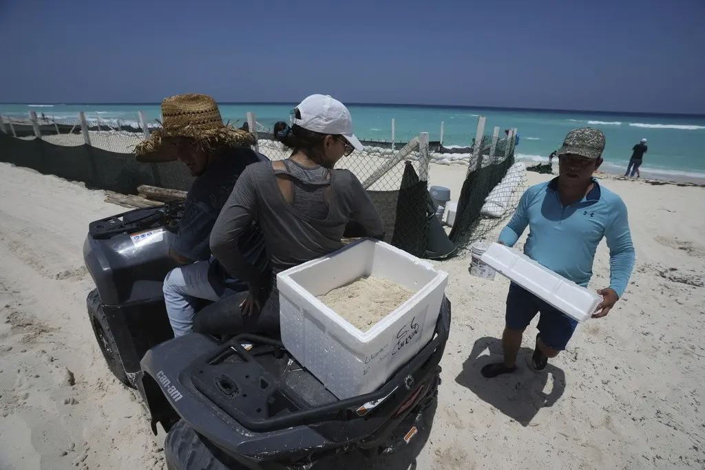 Funcionarios trasladan huevos de tortuga desde una playa para protegerlos de la llegada prevista del huracán Beryl, en Cancún, México, el miércoles 3 de julio de 2024. (AP Foto/Fernando Llano)