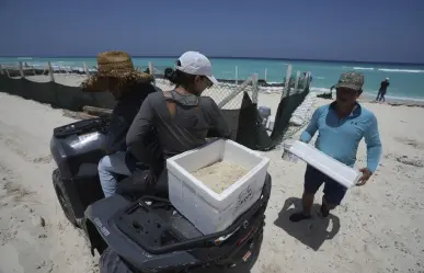 Los primeros evacuados del huracán Beryl en México: huevos de tortuga