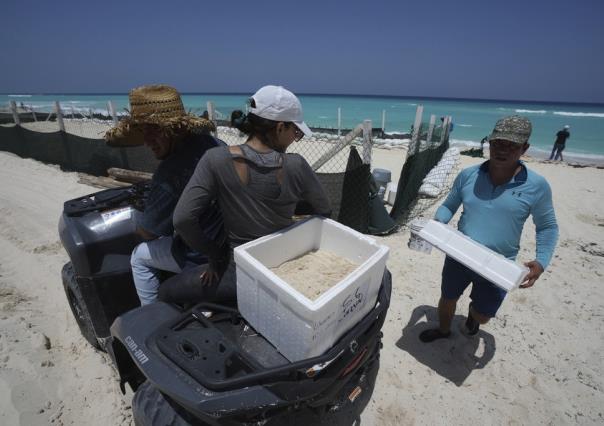 Los primeros evacuados del huracán Beryl en México: huevos de tortuga