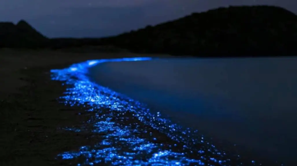 ¡La Magia de la Bioluminiscencia en La Paz!