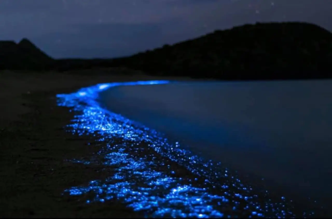 Bioluminiscencia. Foto: Pixabay / Alvaro_Bejarano