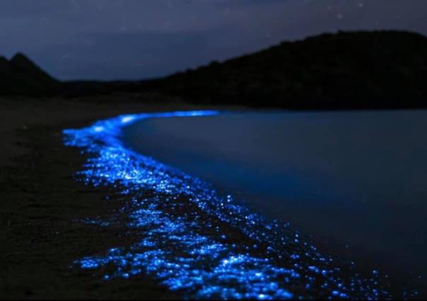 ¡La Magia de la Bioluminiscencia en La Paz!