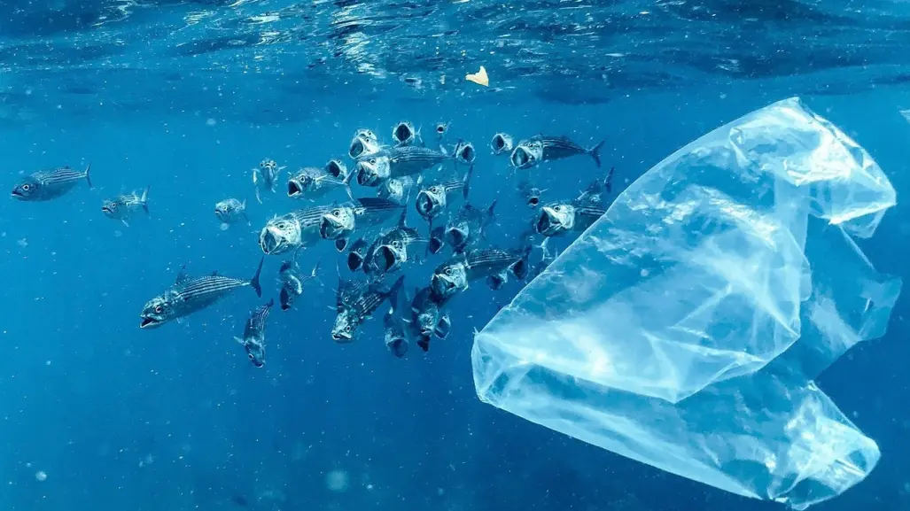 Día Internacional Libre de Bolsas de Plástico: ¡Cuida el Medio Ambiente!