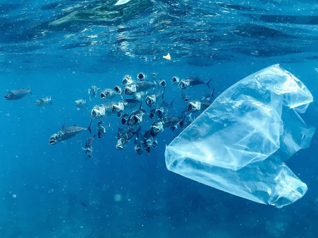 Día Internacional Libre de Bolsas de Plástico. Foto: Unsplash