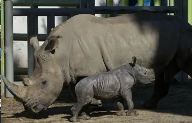 Nace Silverio, la tercera cría de rinoceronte blanco en Sudamérica