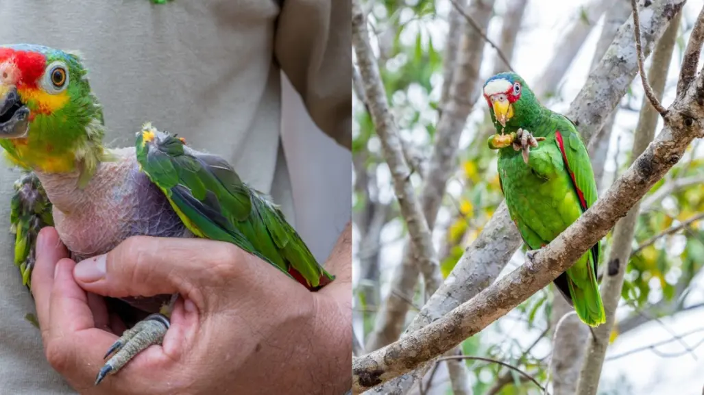 Proyecto Santa María, resguardará a más de 120 aves por paso de Beryl