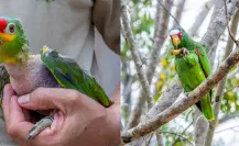 Proyecto Santa María, resguardará a más de 120 aves por paso de Beryl