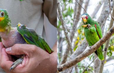 Proyecto Santa María, resguardará a más de 120 aves por paso de Beryl