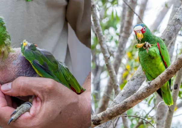 Proyecto Santa María, resguardará a más de 120 aves por paso de Beryl