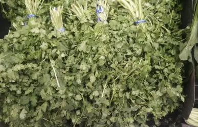 Precio del cilantro se fue por las nubes