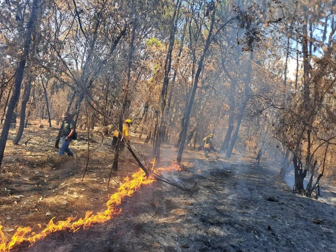 La temporada de incendios 2024 concluyó, Edomex fue la entidad con más incendios forestales, pero no con más superficie dañada, según el reporte de Conafor. Foto: Gob de Edomex