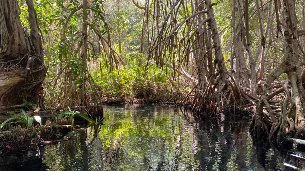 Manglares: barreras naturales contra Beryl