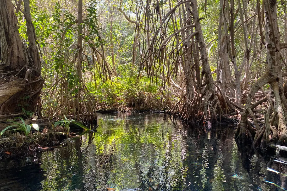 Los manglares son de gran importancia para la zona de la península de Yucatán pues funcionan como barrera ante la llegada de los huracanes.- Foto de redes sociales