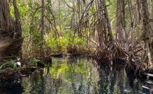 Manglares: barreras naturales contra Beryl