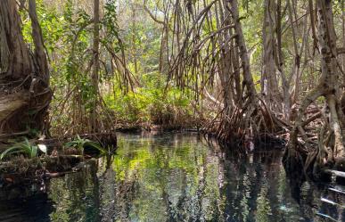 Manglares: barreras naturales contra Beryl