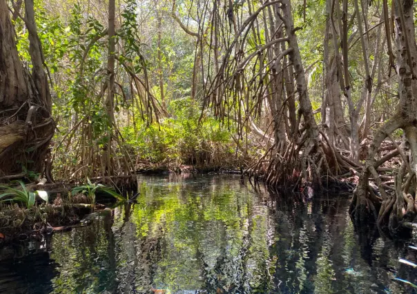 Manglares: barreras naturales contra Beryl