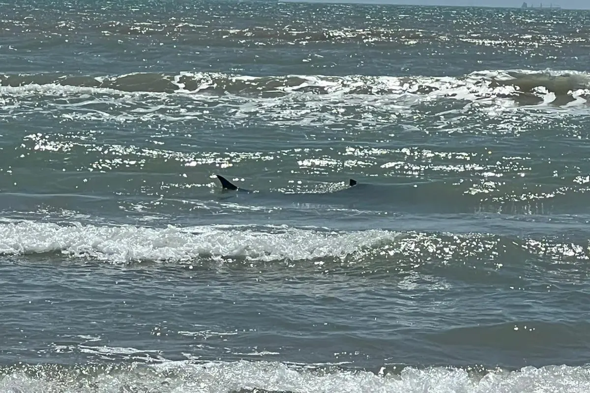 Un tiburón atacó este día a dos personas en la Isla del Padre. Foto: Redes