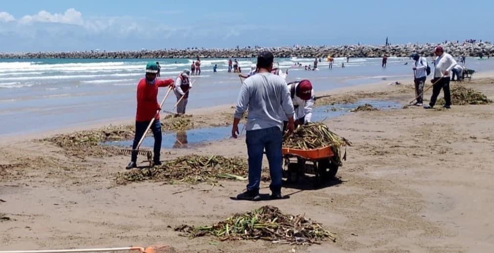 Retiran más de 700 toneladas de lirio en Playa Miramar