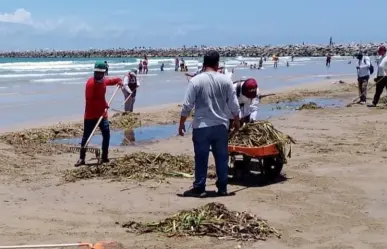 Retiran más de 700 toneladas de lirio en Playa Miramar